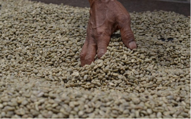 اثرات زیست محیطی ذخیره سازی قهوه سبز